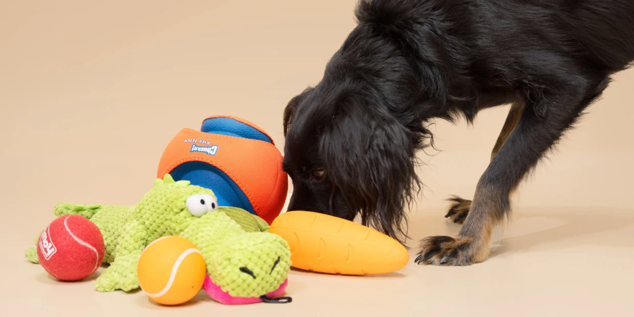Haustierzubehör Geschäft 10 Haustierzubehör Geschäft -Haustierzubehör Geschäft 231109 dog toys bd main 8349e8