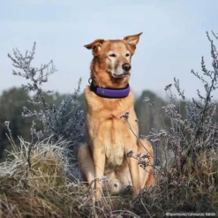 Niggeloh Halsung FASHION 5 Niggeloh Halsung FASHION -Haustierzubehör Geschäft 701712007niggeloh fashion lila p4dc2625 7017120