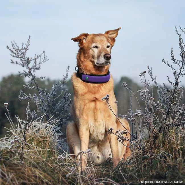 Niggeloh Halsung FASHION 3 Niggeloh Halsung FASHION – Bild 3