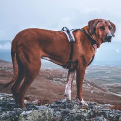 Non-Stop Dogwear Ultra Harness Geschirr -Haustierzubehör Geschäft 7022108071nonsptop dogware ultra harness anwendung2 7022108BeQEwjrj7EHxt