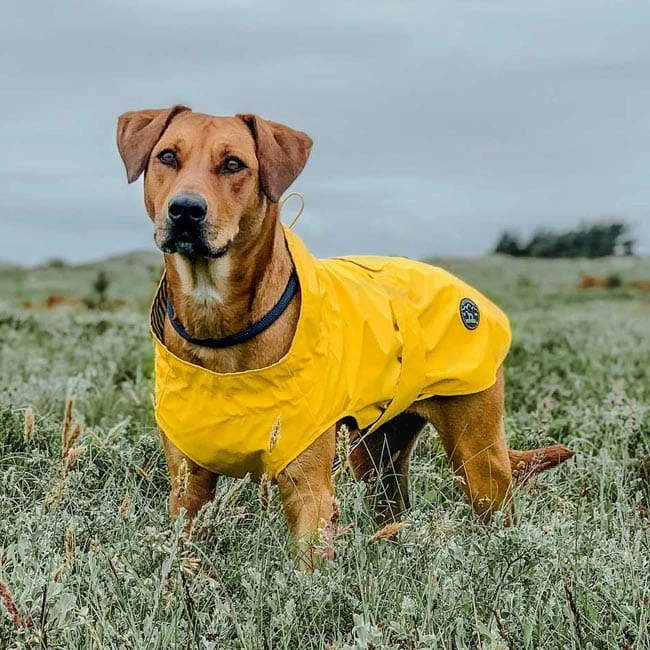 Hunter Hunde Regenmantel Milford 4 Hunter Hunde Regenmantel Milford – Bild 4
