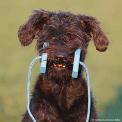 Obedience Holz-Apportel Mit Seil -Haustierzubehör Geschäft 7261540m071obedience holz apportel mit seil 7261601 schnauzer
