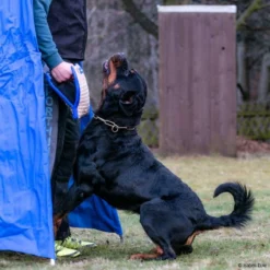 Sporthund Technikkissen Midas -Haustierzubehör Geschäft 7262085071sporthund technik kissen midas 7262085 rottweilerfUzzR4FQ59Fpx