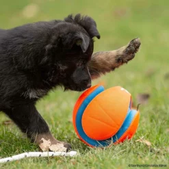 Haustierzubehör Geschäft -Haustierzubehör Geschäft 7265319m06chuckit kickfetch 7265319 dsh