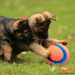 Chuckit Kick Fetch -Haustierzubehör Geschäft 7265319m07chuckit kickfetch 7265319 welpen