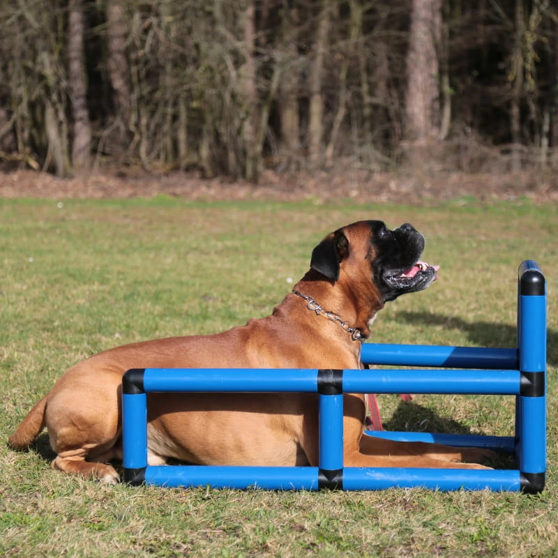 Sporthund Q-Box 6 Sporthund Q-Box – Bild 6