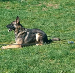 Sprenger Auslauf-Block 5 Sprenger Auslauf-Block -Haustierzubehör Geschäft 7410930 570sPq5JJvLHqO