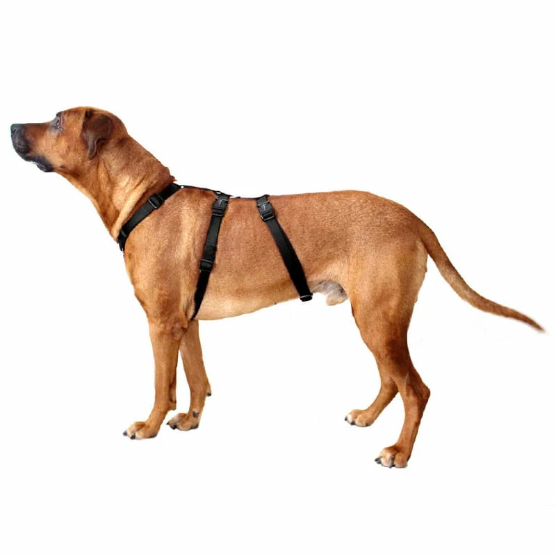 Geschirr Professional No Escape 2 Geschirr Professional No Escape – Bild 2