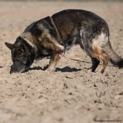Böttcher Suchgeschirr 5 Böttcher Suchgeschirr -Haustierzubehör Geschäft boettcher suchgeschirr 7260800 img 9374EpexUxkPpWUtk