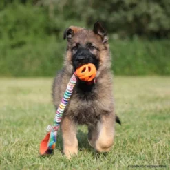 Breathe BASIC DCW M 5 Breathe BASIC DCW M -Haustierzubehör Geschäft breathe basic dcw l wco orange crt 7432 7021389oPwmcaJrn4bga