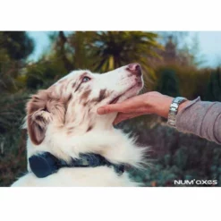 Canicom Voice 200 7 Canicom Voice 200 -Haustierzubehör Geschäft canicom voice anwendungsbild 7019915kNd6NKP0jRhY7