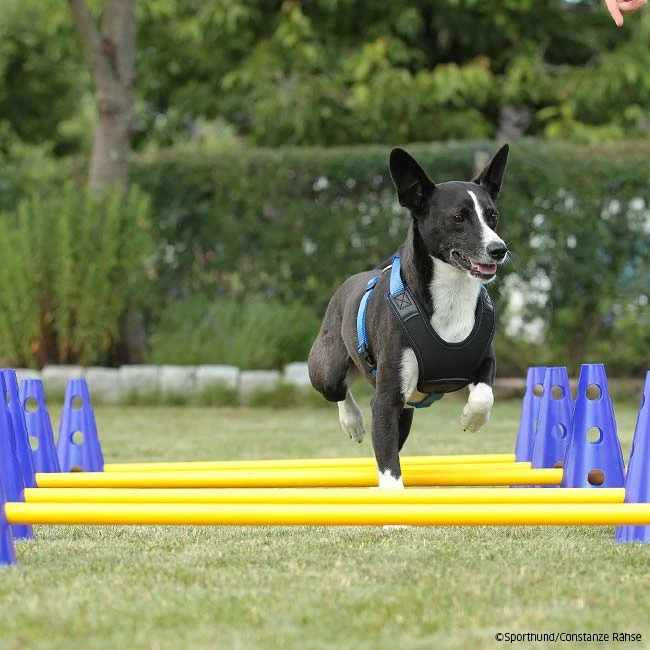 Cavaletti Steckhürden Set Für Hunde 5 Cavaletti Steckhürden Set Für Hunde – Bild 5