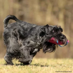 FreshLine Mini Bestätigungskissen -Haustierzubehör Geschäft freshline mini bestaetigungskissen p4dc4930 7425030