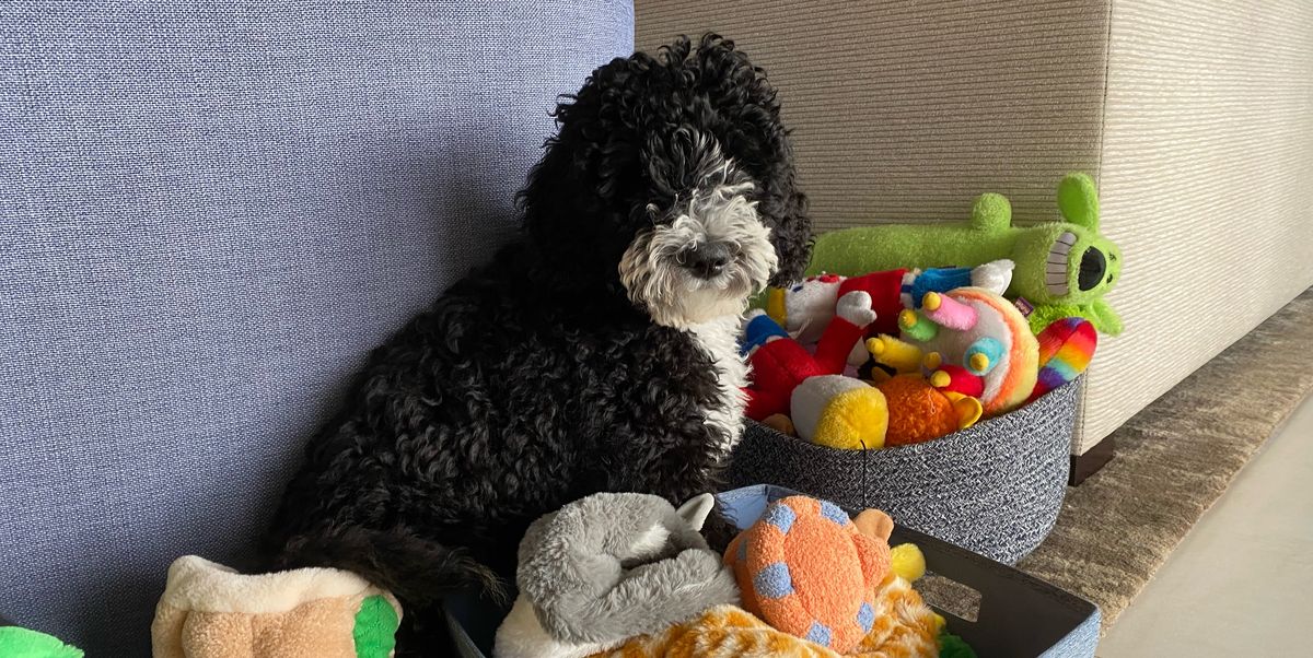 Haustierzubehör Geschäft 23 Haustierzubehör Geschäft -Haustierzubehör Geschäft img 0131 jpeg 6440393e93ce4