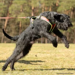 Hundeführgeschirr Follow Sport PLUS 9 Hundeführgeschirr Follow Sport PLUS -Haustierzubehör Geschäft niggeloh followsportplus p4dc5266 7017055H7K3jMRJJkVvk