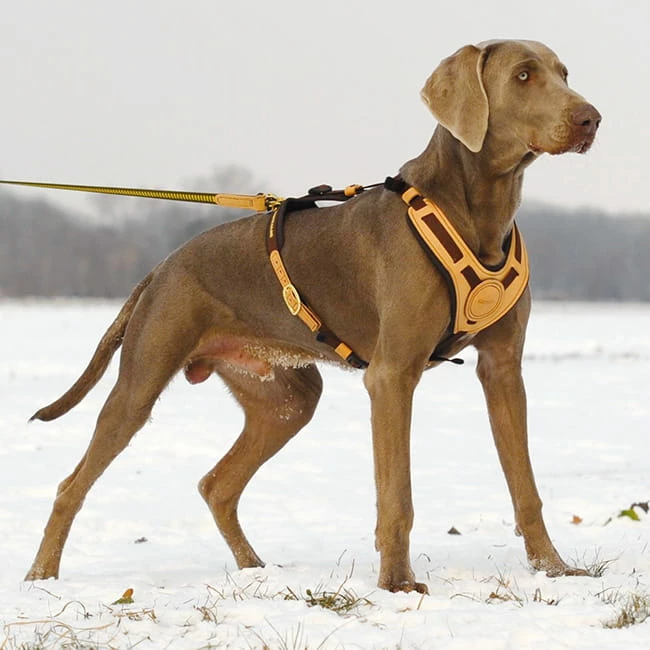 Niggeloh Geschirr Mantrailing 2 Niggeloh Geschirr Mantrailing – Bild 2