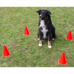 Obedience Starter-Set 7 Obedience Starter-Set -Haustierzubehör Geschäft obedience start set anwendung2 procyon 7030363