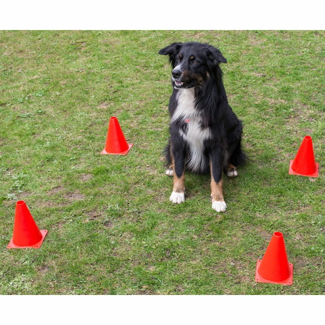 Obedience Starter-Set 4 Obedience Starter-Set – Bild 4