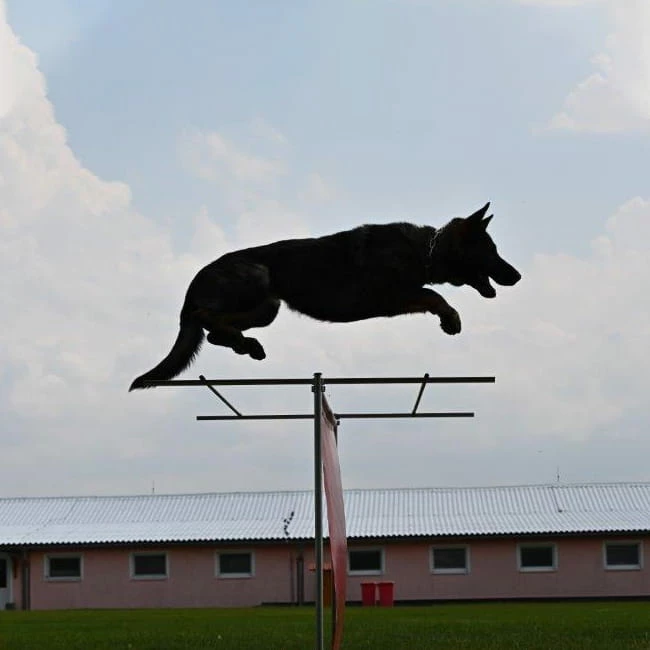 Sporthund Hürdenaufsatz 4 Sporthund Hürdenaufsatz – Bild 4