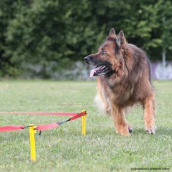 Longierset DeLuxe Basisset -Haustierzubehör Geschäft sporthund longiersetdeluxe p4dc1367 7860015uYI6hJobgS3WF